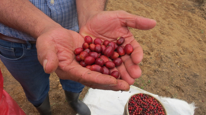 5 Reasons Why You Will be Obsessed with Single-Origin Coffee