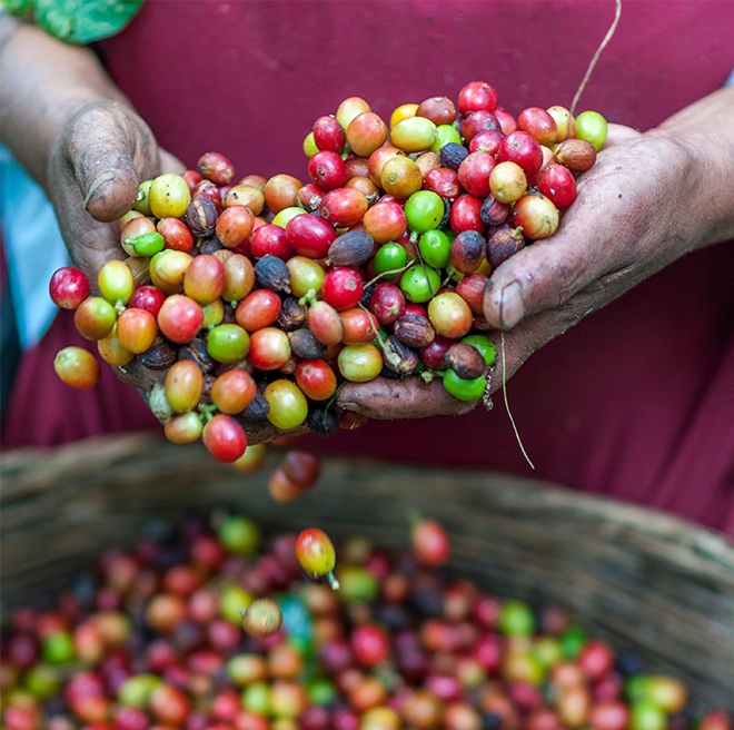 Choosing the Perfect Coffee