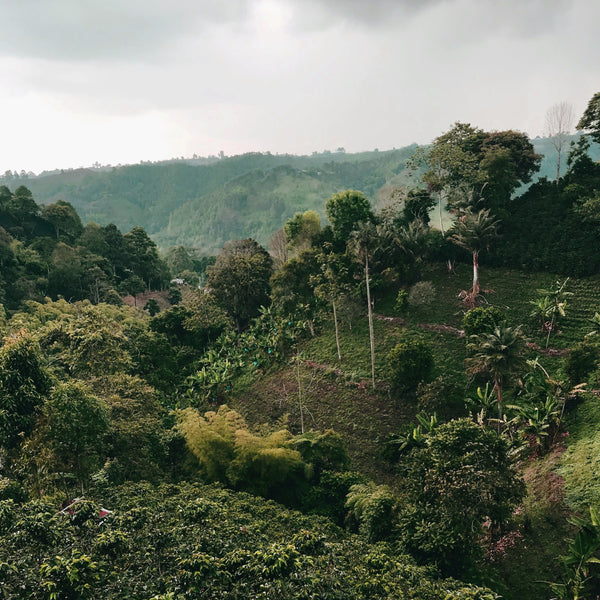 Colombian Rainforest Cold Brew