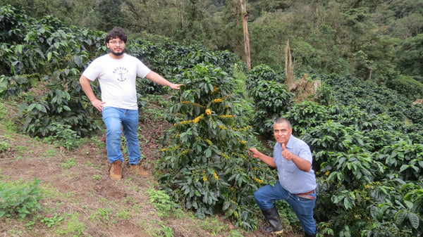 Nicaragua Yellow Catuai - 8oz