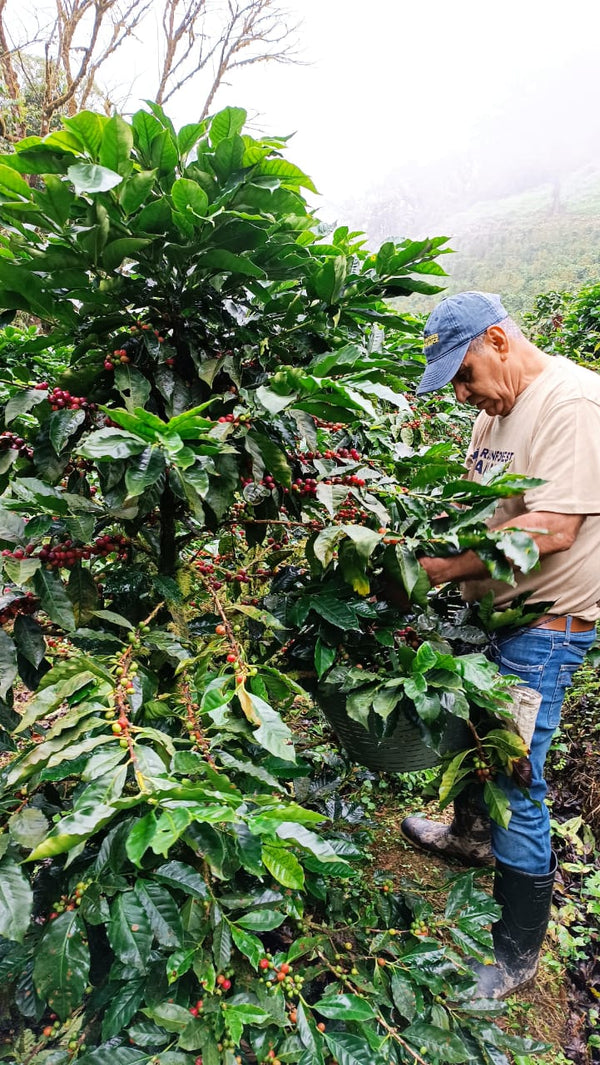 Nicaragua Pacamara - 8oz