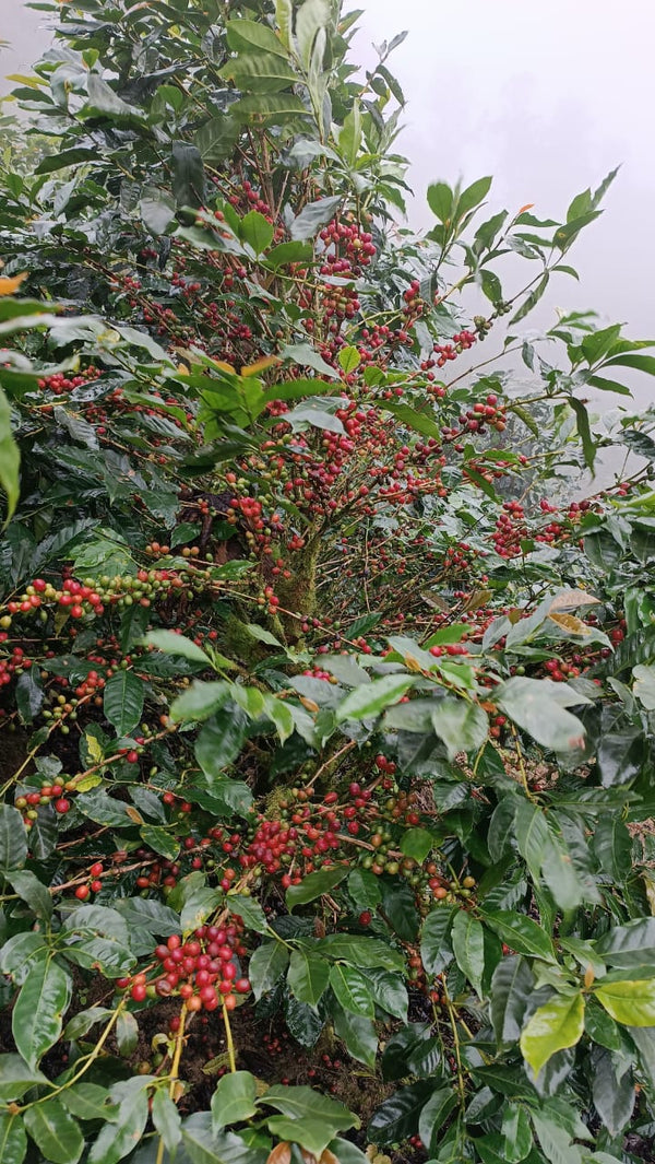 Nicaragua Pacamara - 8oz