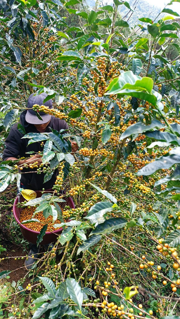 Nicaragua Yellow Catuai - 8oz