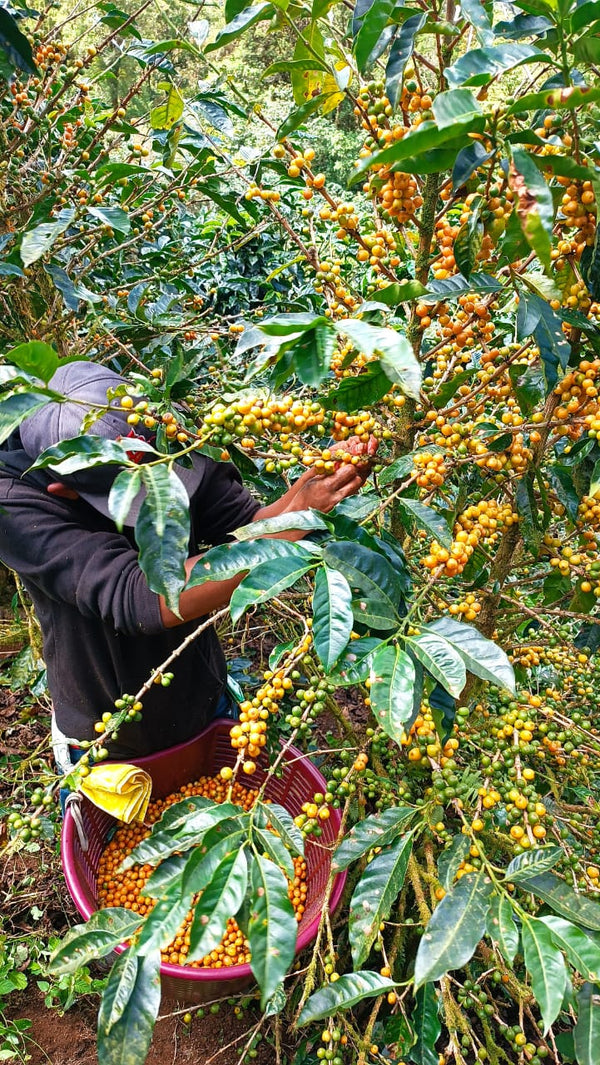 Nicaragua Pacamara - 8oz
