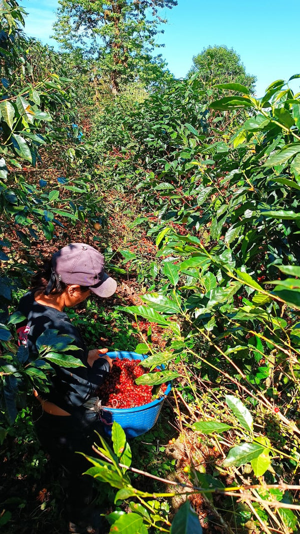 Nicaragua Geisha - 8oz