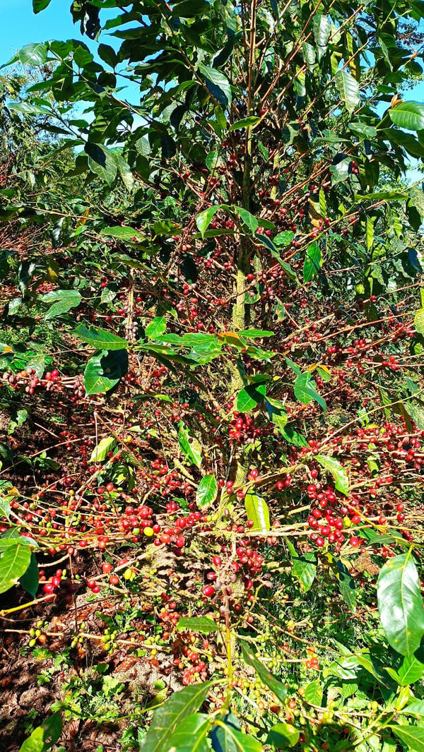 Nicaragua Java - 8oz