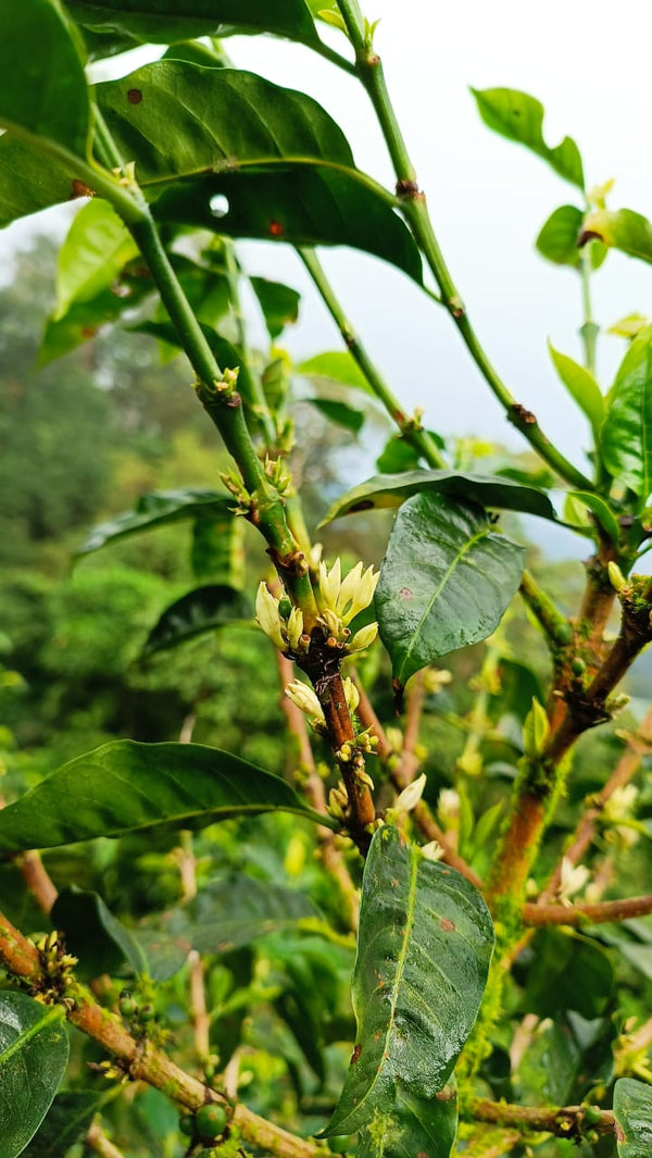 Nicaragua Yellow Catuai - 8oz