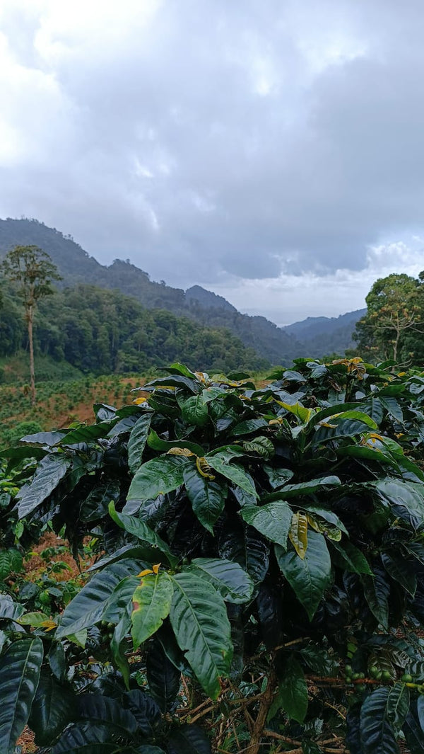 Nicaragua Pacamara - 8oz