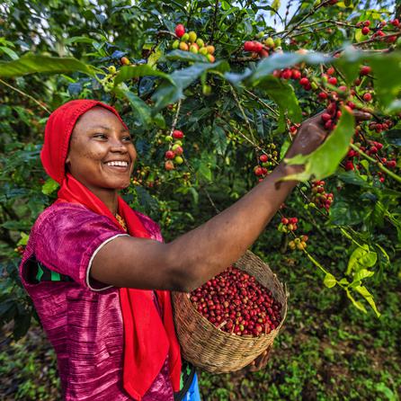 Ethiopian Yirgacheffe