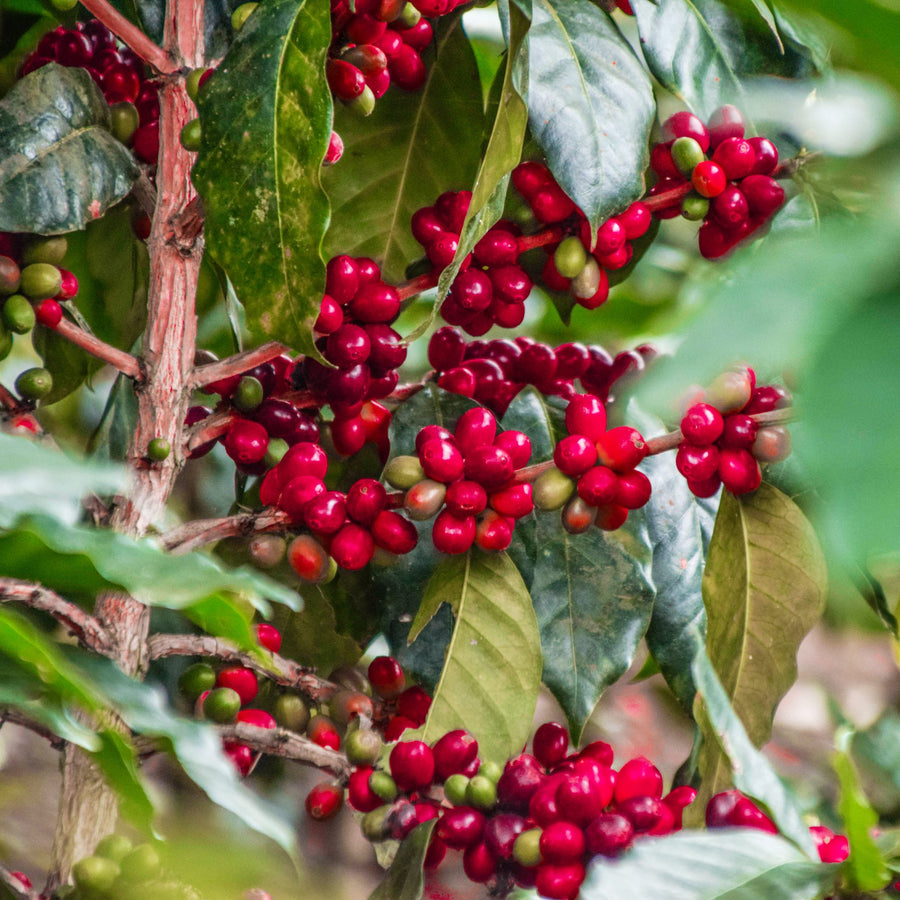 5 Reasons Why You Will be Obsessed with Single-Origin Coffee