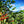 Coffee Farm Lanscape with Beans on Plant