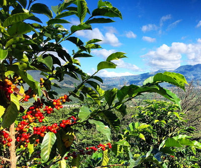 Coffee Farm Lanscape with Beans on Plant
