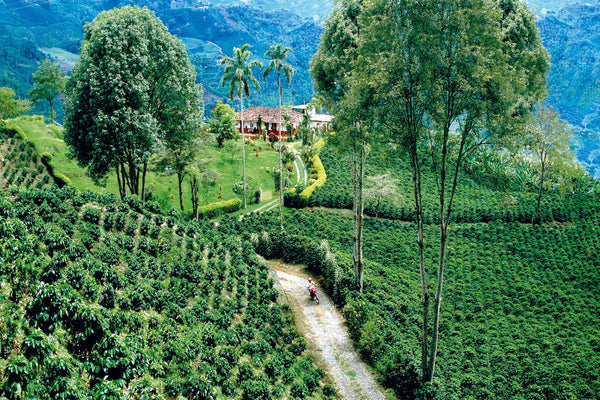Coffee Fields in Colombia
