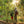 Coffee Growers in Ethiopia checking Coffee Plants
