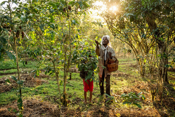 Coffee Growers in Ethiopia checking Coffee Plants