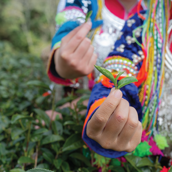 Guatemalan